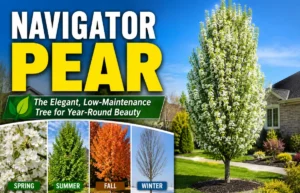 Navigator Pear: Benefits, Care & Growing Guide Navigator Pear: Benefits, Care & Growing Guide