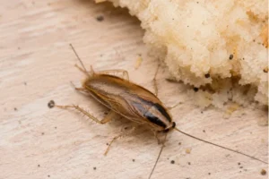 Brown-Banded Cockroach