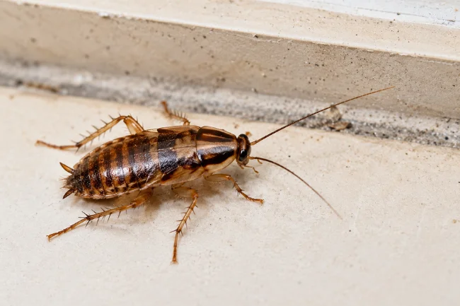 German Cockroach