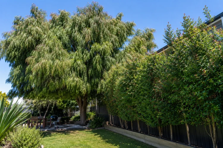Weeping Lilly Pilly privacy hedge in garden
