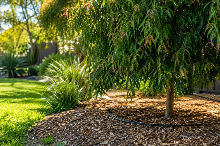 Mulched garden tree with drip irrigation
