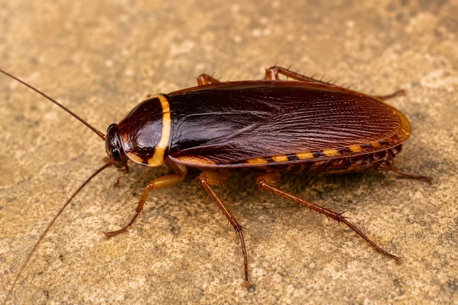 how to identify Australian cockroaches