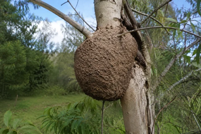 Microcerotermes