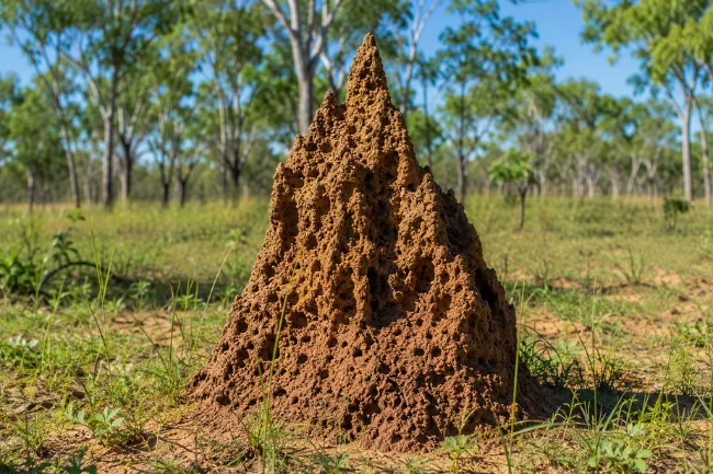 Nasutitermes