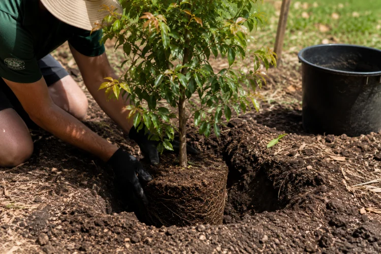 Planting Weeping Lilly Pilly tree