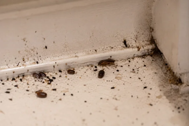 Small Cockroaches