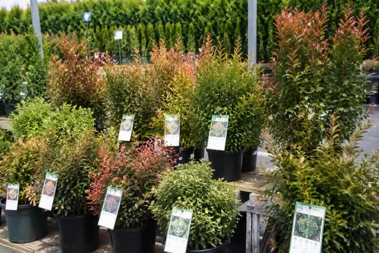 Lilly Pillies nursery hedge varieties display