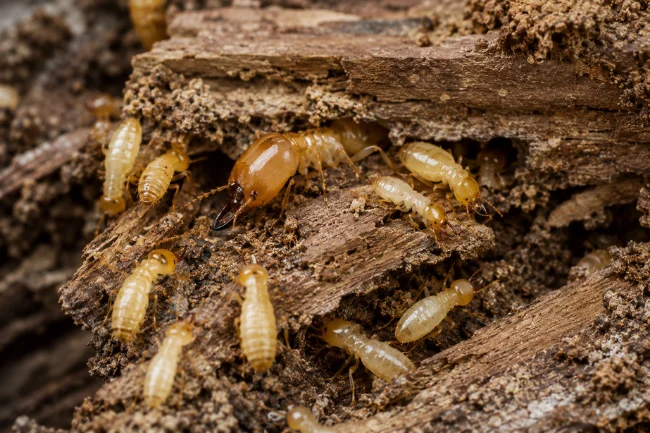 Types of Australian Termite Species