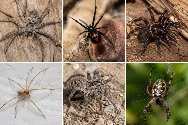 Common Australian spiders collage