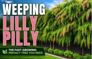weeping lilly pilly